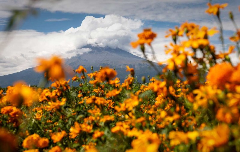 שדה של ציפורני חתול על מדרונות הר הגעש Popocatepetl באטליקסקו, מקסיקו. צילום: אלפרדו מרטינז/Getty Images