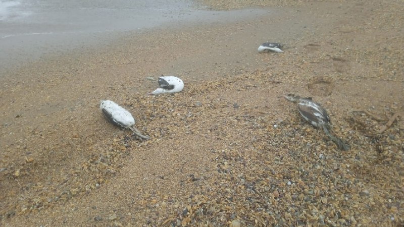 🔴 Сотни мертвых птиц обнаружены на побережье Каспия между Избербашем и Ачи-Су, сообщил «Молодежке» местный житель. фото