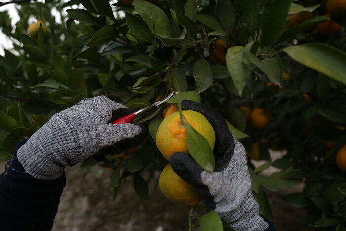 آخرین خبر مازندران: ♦️نارنگی پیش‌رس مازندران در تیررس مگس مدیترانه‌ای 🔹معاون بهبود تولیدات گیاهی سازمان جهاد کشاورزی مازندران با اشاره به اف