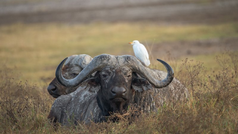 The untamed spiritAfrican buffalo, Ngorongoro Crater, Tanzania (© jesuss8/500px/Getty Images)