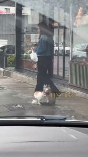 אם היה לי חתול כזה, אולי לא הייתי מתחתן לעולם": מטפל בעיסוי חתולים התגלה באיסטנבול.