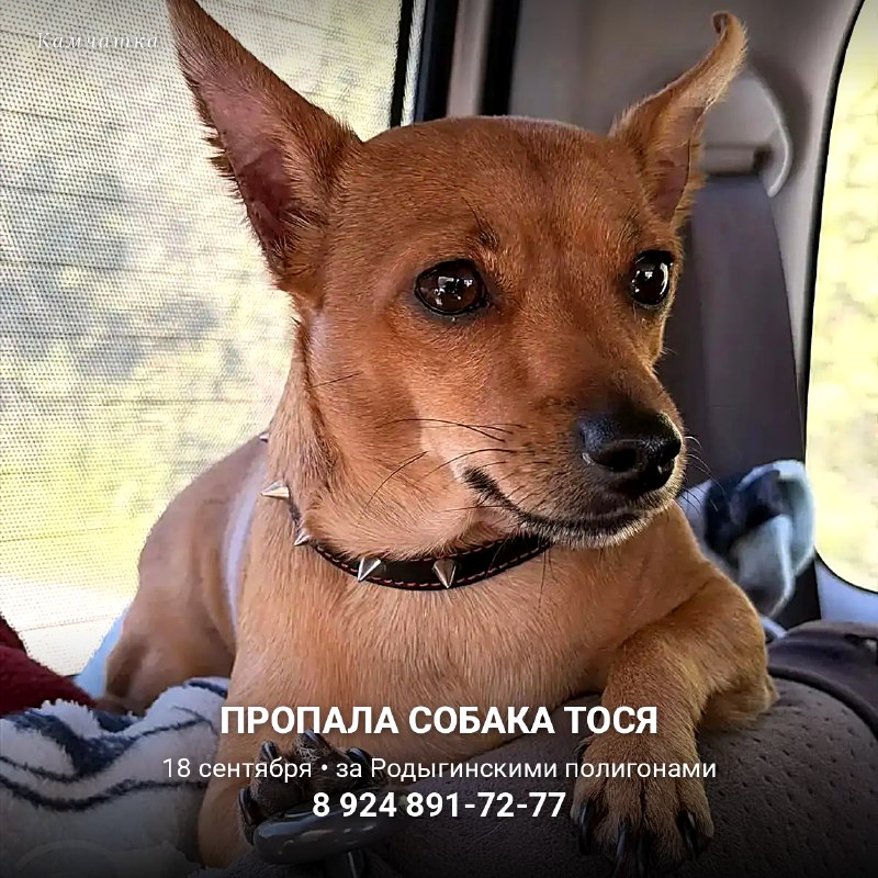 Пропала собака Тося

18 сентября около 15:30 Тося...
