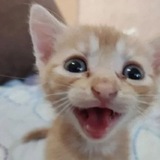 хикарайз