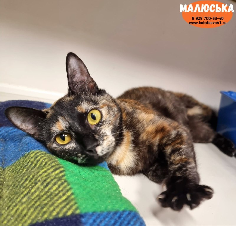 Кошечка *Малюська*
Миниатюрная кошечка красивого...