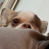 prrrotas