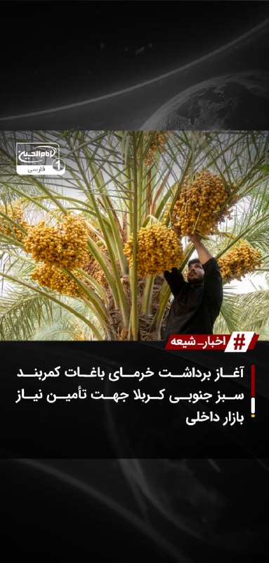 SHIAWAVES اخبار شیعه: آغاز برداشت خرمای باغات کمربند سبز جنوبی کربلا جهت تأمین نیاز بازار داخلیعملیات برداشت خرما از باغات بخش اول کمربند سبز 