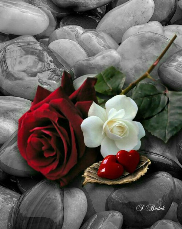 ♥️س̾ل̾ط̾ا̾ن̾ ق̾ل̾ب̾م̾ م̾ا̾د̾ر̾م̾♥️: امروز کسی محرم اسرار کسی نیستما تجربه کردیم، کسی یار کسی نیست هر مرد شتر دار اويس قرني نيستهر شيشه ي گلرنگ عقيق يمني نيس