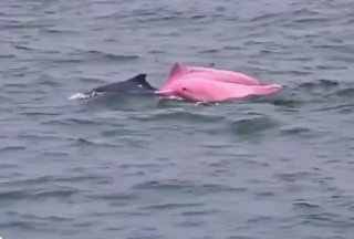 A pink-looking dolphin has attracted attention online after it was captured on video swimming alongside darker-colored dolphins near Qwantab Beach in Muscat, Oman.