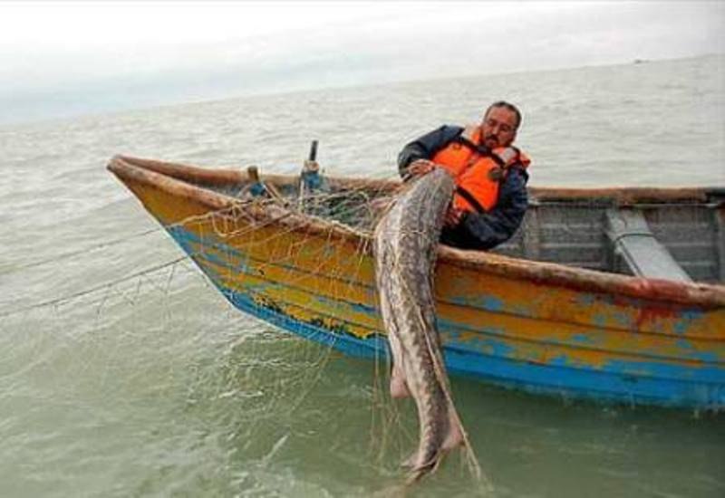 Sturgeon fishing instructions were announced in the Caspian Sea.
