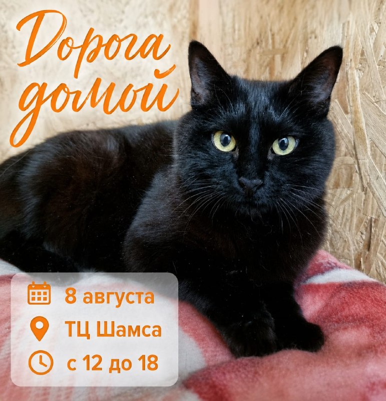 Сегодня суббота - день встреч и новых знакомств!...