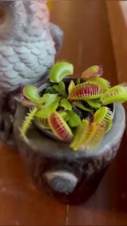 Удивительное растение, которое не ждёт милостей от природы Венерина мухоловка Это настоящее хищное чудо её листья-ловушки захлопываются за десятую ... - изображение 1 - это, telegram, view