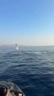 مشهد رائع للدلافين في البحر قبالة بيروت