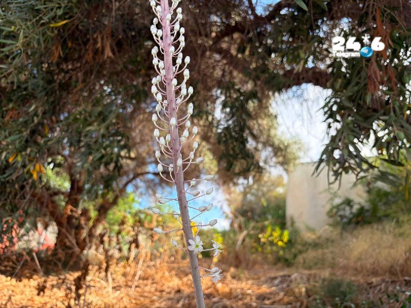 🇮🇱 הסתיו מתקרב? חצב ראשון נצפה אתמול בבוקר בחוף הכרמל (בדרך כלל הם מגיעים באוגוסט והשיא בספטמבר).