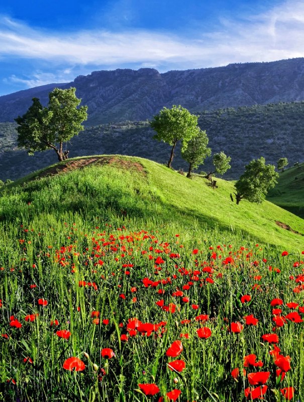 Wallpaper | والپیپر: مخمل کوه زیبای لرستان #گردشگری