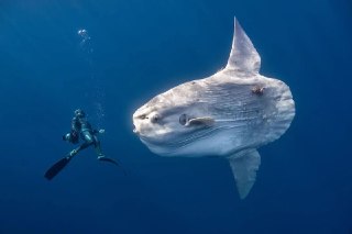 Зацените работы премии Ocean Photographer of the Year 2026: https://lentach.media/sCJQD