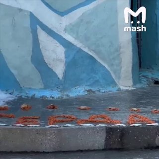 Папищеки, если ваше понедельничное утро тоже началось не с завтрака, а с рабочих чатов — спешл фо ю. Катим вам на радость Умку из новосибирского зоопарка. Он хотя бы немного это компенсирует.Напоследок фанфакт: до следующих выходных ровно пять дней.❗ Не гр
