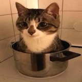 ˙ ˒⸼ KITTENS CF _
