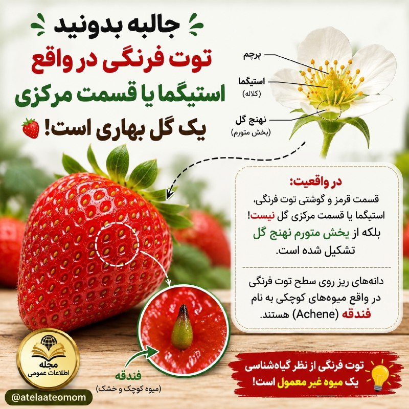 📚مجله اطلاعاتِ عمومی|💡: 🍓 جالب است بدانید توت‌فرنگی از نظر گیاه‌شناسی یک میوهٔ معمولی نیست؛ قسمت قرمز و گوشتی آن در واقع بخش متورم نهنج گل است و