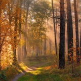 Рᴏщᴀ НЕʍᴇᴩᴛʙых | ᴀᴩᴛ 🍁