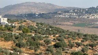 מתנחלים משחררים את בעלי החיים שלהם לאדמות חקלאים בין עצי זית בעיירה טורמוס איה, מצפון לרמאללה.