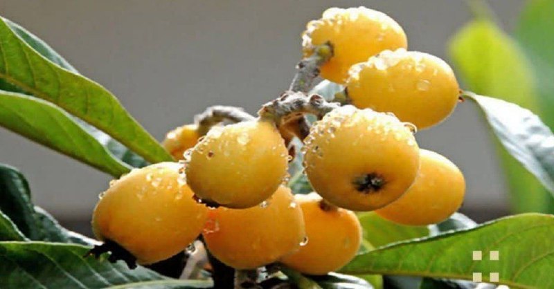 ژاپنی برای همه: ازگیل ژاپنی: درختی همیشه‌سبز و پرثمرازگیل ژاپنی (Eriobotrya japonica) درختی همیشه‌سبز از خانواده Rosaceae است که در ژاپن