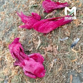 Мёртвые розовые голуби появились в Анапе в районе старого кинотеатра. Происхождение птичек в стиле гламурных двухтысячных пока неизвестно — местные жители думают, что кто-то покрасил пернатых для гендерпати, или для фото с туристами. Полиция города сообщил