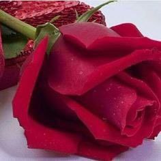 ❤️ حریم عشق ❤: 🌸به اندازه تک تک گلبرگ‌های دنیا🌸شادمـانی بـرایتان آرزو می کنیم🌸حال خوب نصیب🌸دلهای مهربان شماصبحتون با عشق دوستانم‌🌸🪷.