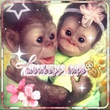 ᴍᴏɴᴋᴇʏs ɪɴꜰᴏ🐒