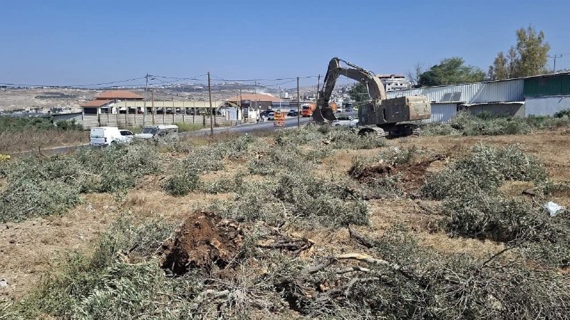 מלחמה בזיתים.. הכיבוש ממשיך לעקור עצי זית באדמות הכפר אג'ה מדרום לג'נין
