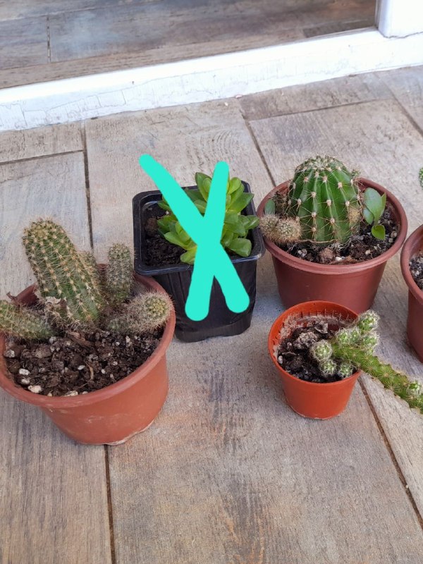 Продаются цветы и этажерка