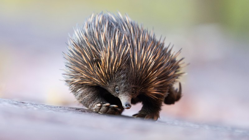Spike your curiosityShort-beaked echidna, Adelaide Hills, Australia (© Etienne Littlefair/naturepl.com)