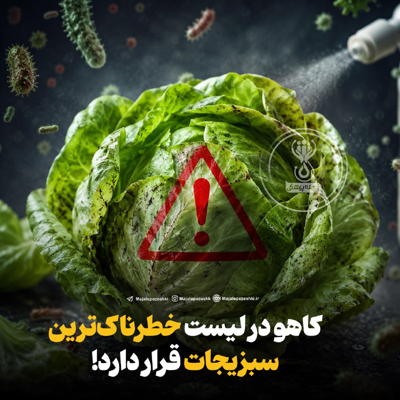 پزشک تلگرام: کاهو در لیست خطرناکترین سبزیجات قرار دارد!◽️کاهو در سالهای اخیر بارها با شیوع بیماریهای گوارشی، بهویژه سیکلوسپوریازی