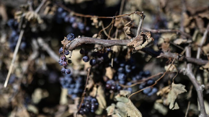 The French wine harvest is set to reach a historic low