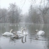 𐔌🤍 𝐶𝑦𝑔𝑛𝑒𝑠 🦢 ❩