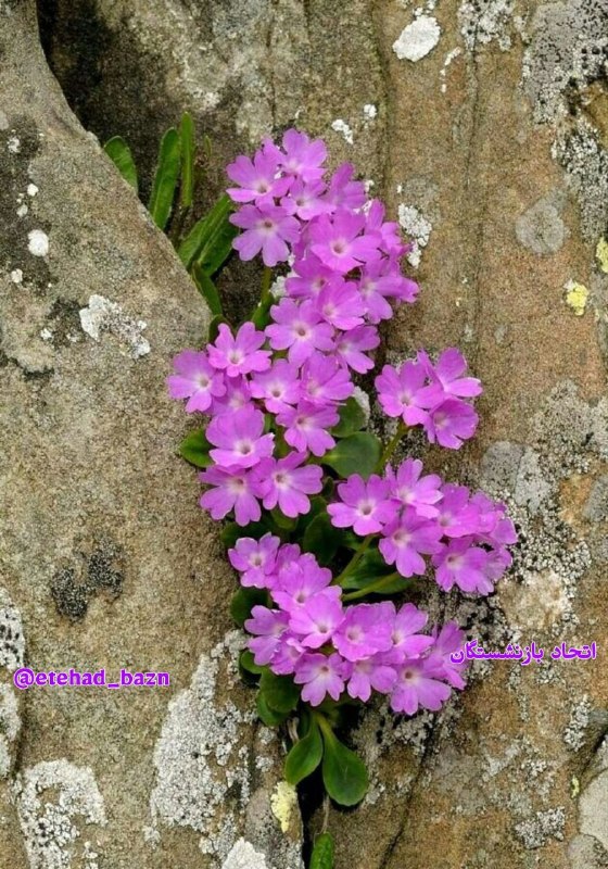 اتحاد بازنشستگان: 🍃🍃 شنبه ۳۱ مرداد ۱۴۰۵۲۲ آگوست ۲۰۲۶۹ ربیع‌الاول ۱۴۴۸اتحاد بازنشستگان@etehad_bazn