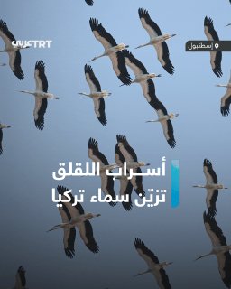 משהד קסום בשמי ים מרמרה.. להקות של חסידות נודדות מרחפות מעל אי הדמוקרטיה והחופש במדינת איסטנבול, בציור טבעי…