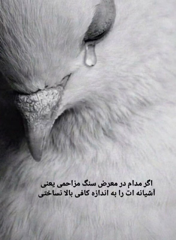👑 شهر عکس 👑: 💜 @shahreeaks 💜
