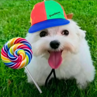 SPAM TOP Telegram Group Link