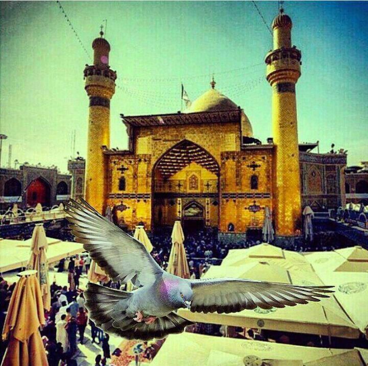 ڪانال مدافعان حـرم: 🍁 امام علی (علیه السلام) :🌸 فکر تو گنجایش هر چیزی را ندارد ، پس آنرا برای آنچه مهم است ، فارغ گردان.📙 غررالحکم ج 2 ص 606