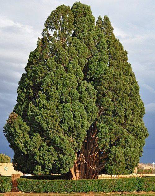 خبرفردا: 🔺 در جهان ۲۶ درخت وجود دارند که عمرشان بیش از میلاد مسیح است؛ یکی از این درختان سرو ابرکوه یزد با قدمت ۴ هزار سال است@kh