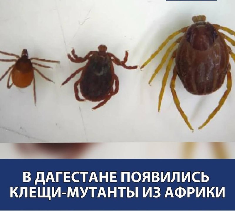 ⚡️ В Дагестане появились клещи-мутанты из Африки фото