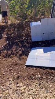 مستوطنون يسرقون العنب ويعتدون على فلسطينيين في حلحول