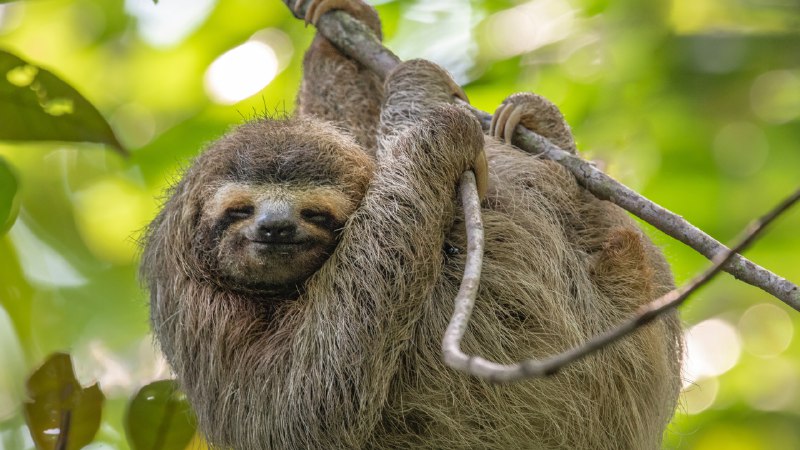 Hanging in thereThree-toed sloth in Costa Rica (© Harry Collins/Getty Images)