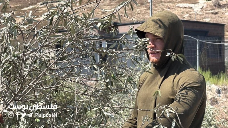חקלאים פלסטינים ממשיכים למסוק זיתים למרות פעולות הדחפור.