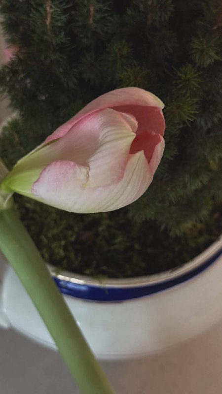 Амариллис распустился Пока только один бутон вылез, а в коробочке сидят еще два. Надеюсь они тоже распустятся Вообще-то я заказывала красный цветок... - изображение 2 - вообще, получилось, telegram