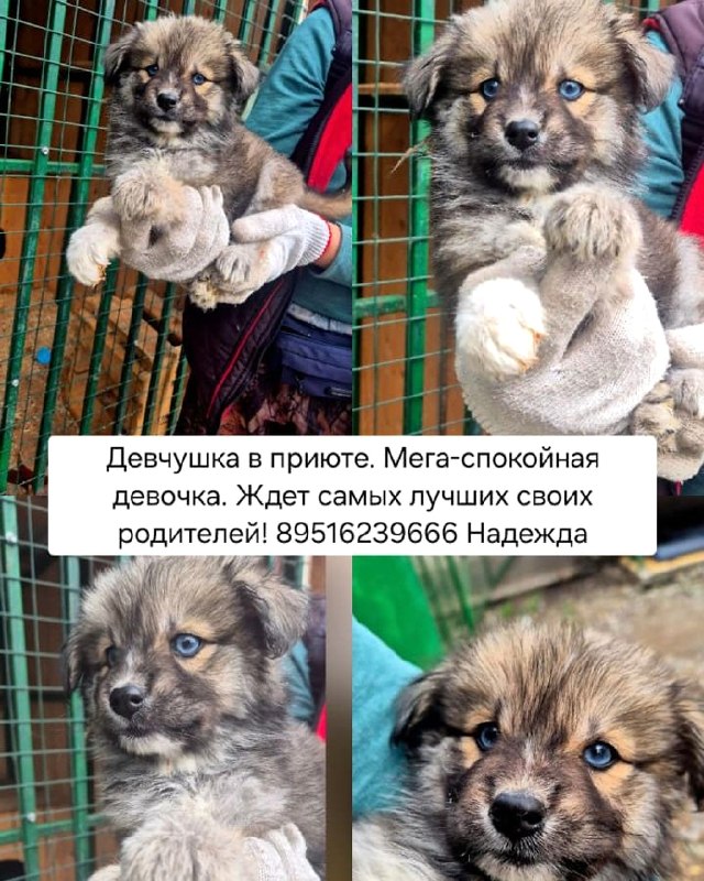 Щенок ищет дом

Мега-спокойная девочка сейчас...
