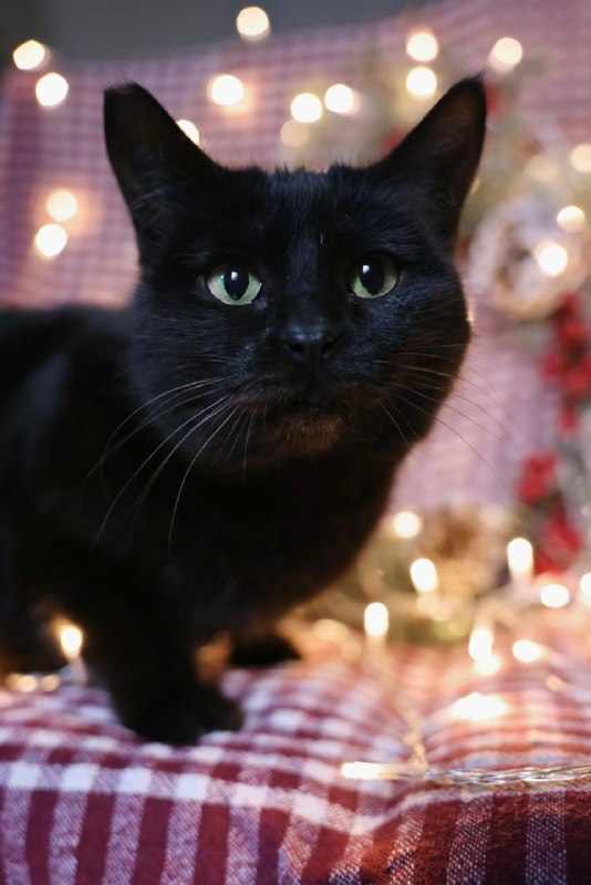 Роскошнейшая кошка Бяка — фото 1