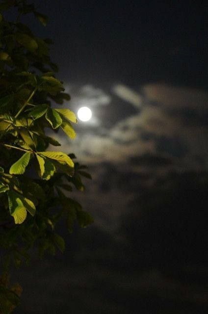 💞پندانه💞: ✨حرف قبل خواب:هیچ پایانیبه راستی پایان نیست.در هر"سرانجام" ، مفهوم یک" آغاز" نهفته است. شبتون بخیر و شاد عزیزان.🙏🌹🙏