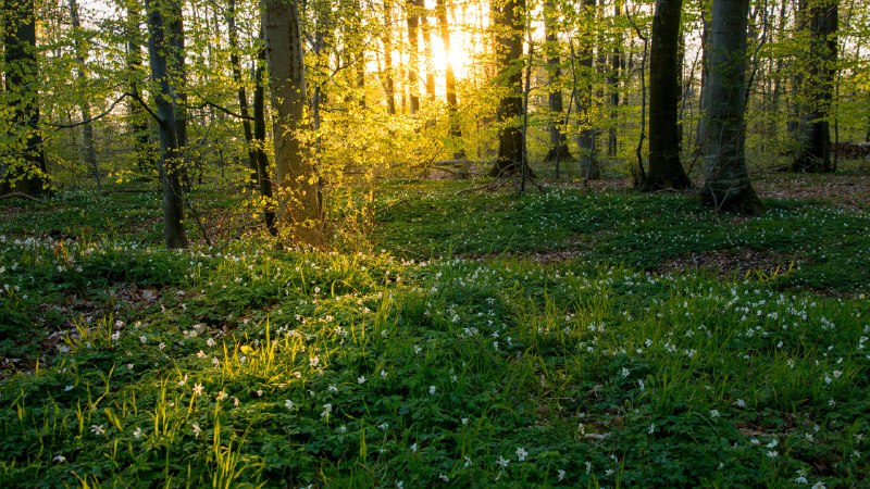 Beneath a ray of lightBeech trees and wild anemones, Jutland, Denmark (© Nick Brundle Photography/Getty Images)