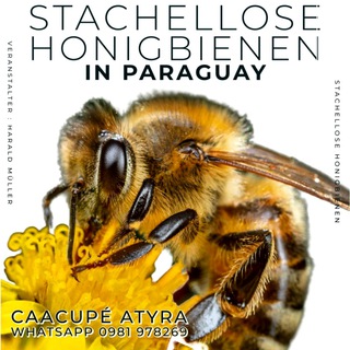 🐝 Bienen in Paraguay 🐝